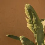 فيلة Silence